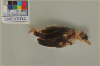 藏品(白頭翁)的圖片